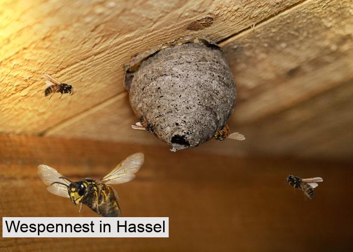 Wespennest in Hassel